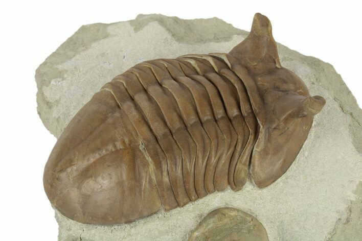 Asaphus Punctatus Trilobite With Fossil Cystoid - Russia #191013